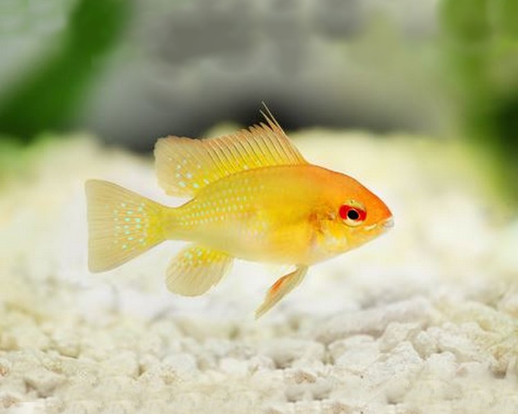 Gold Ram ~ 4-5cm BIG SIZE